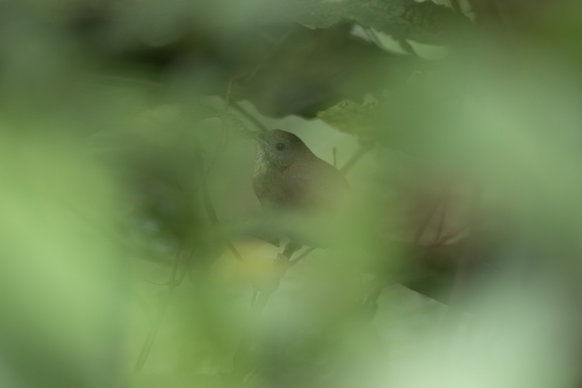 Spot-throated Babbler - ML595999101