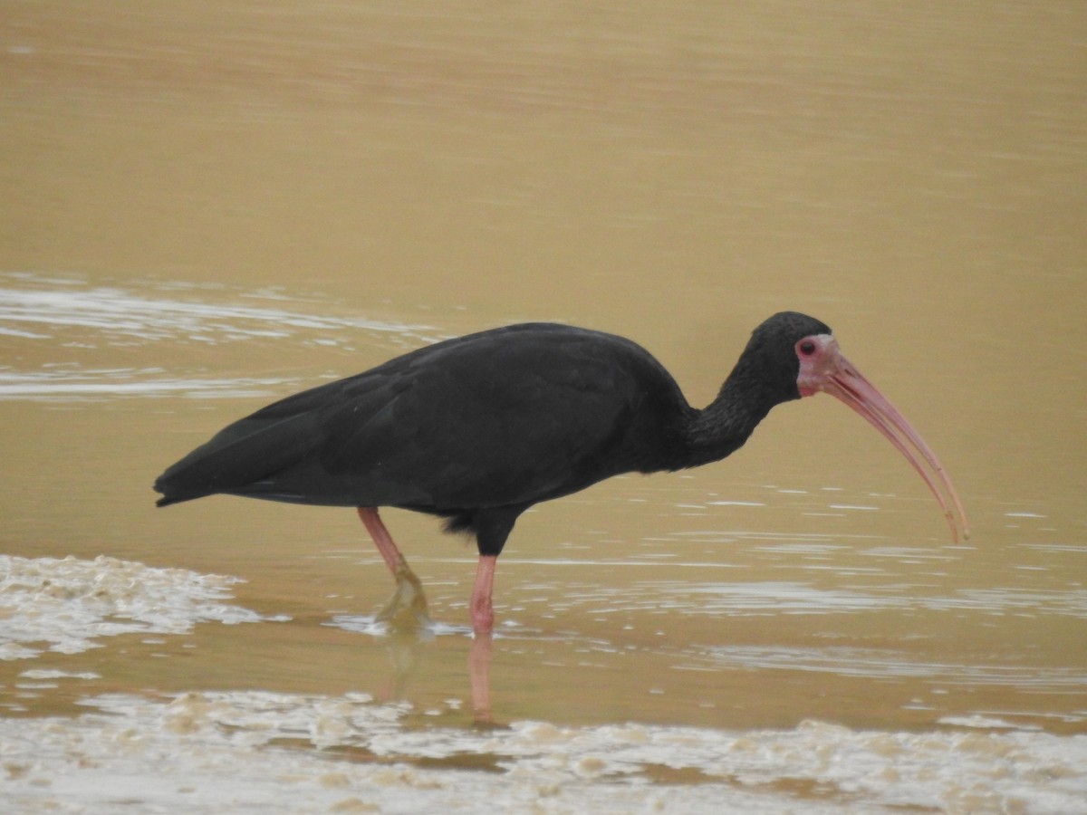 ibis tmavý - ML59599951