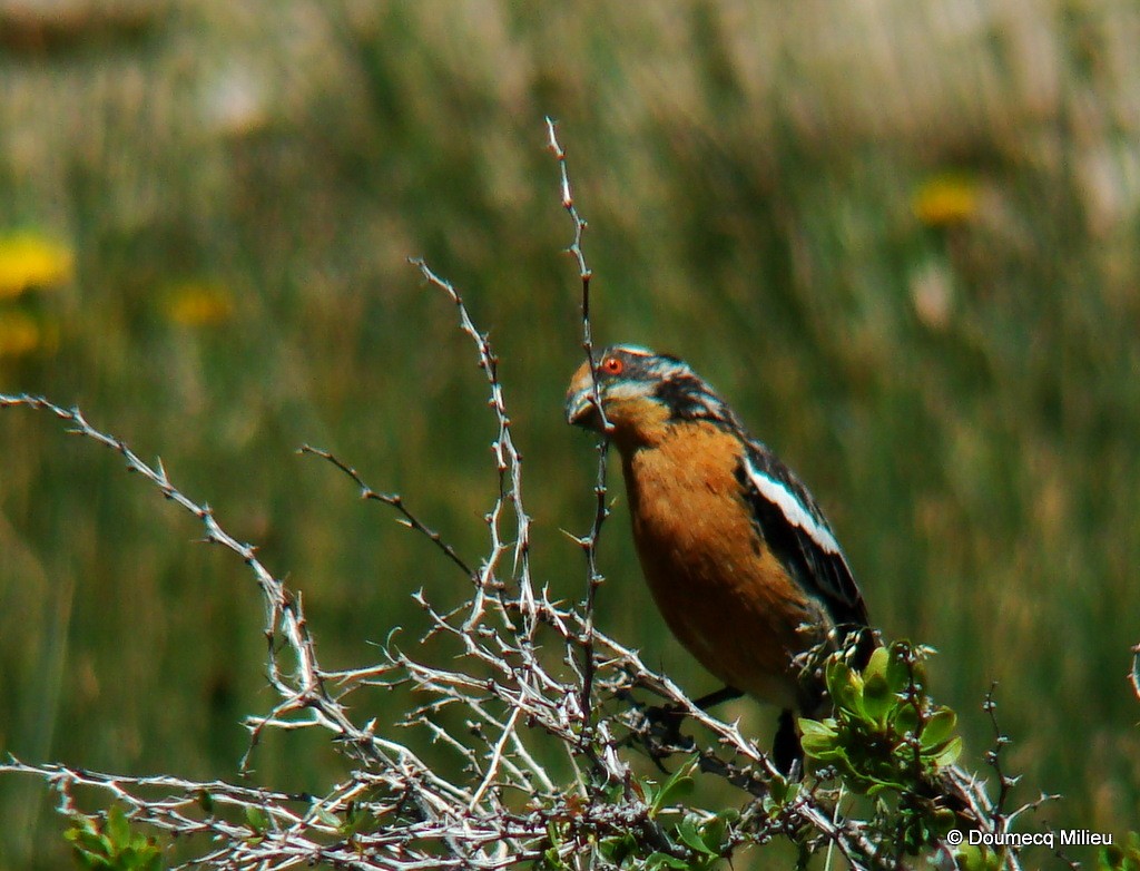 Rufous-tailed Plantcutter - Ricardo  Doumecq Milieu