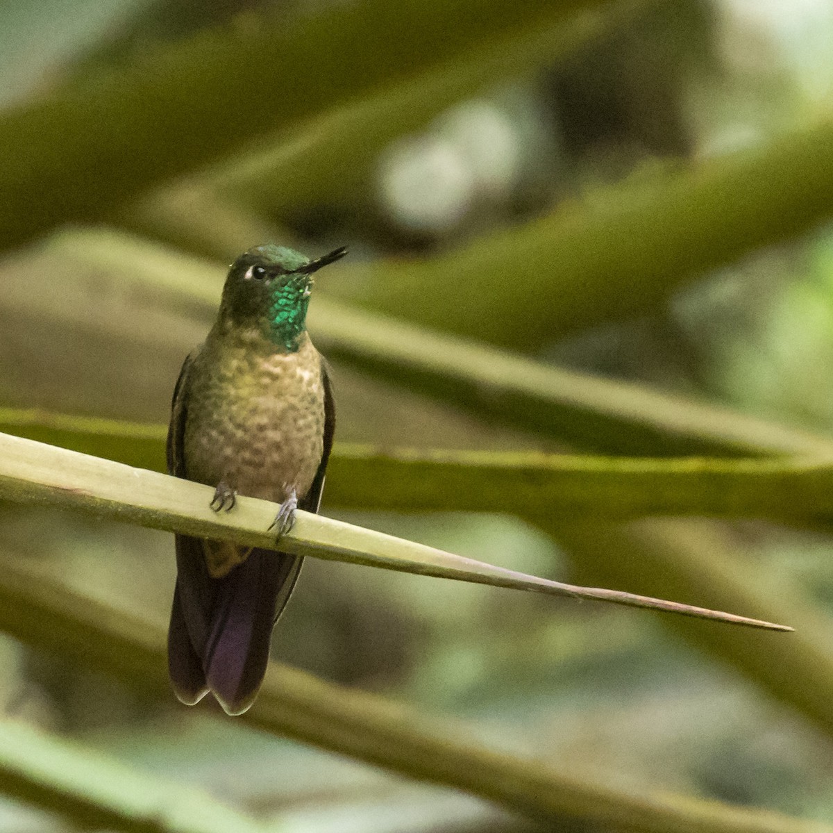 kolibřík dřišťálový - ML595999861