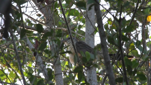 Mangrovekuckuck - ML596000101