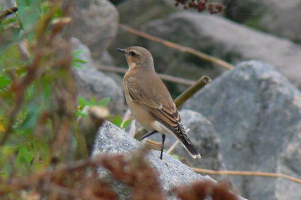 Northern Wheatear - ML59600031