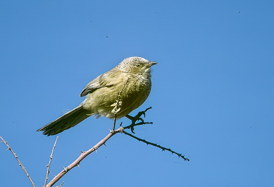 Arabian Babbler - Francesco Veronesi