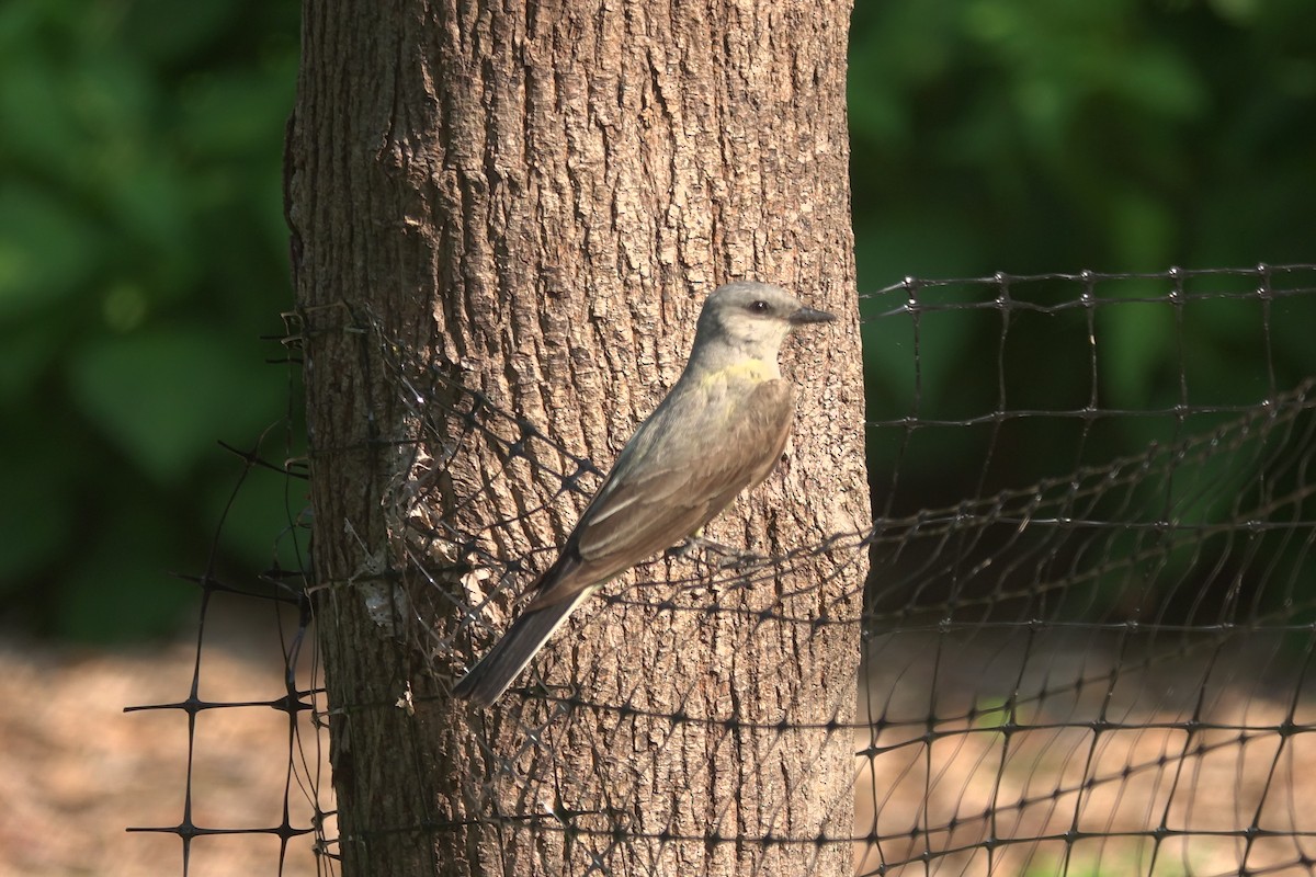 Western Kingbird - ML596000651