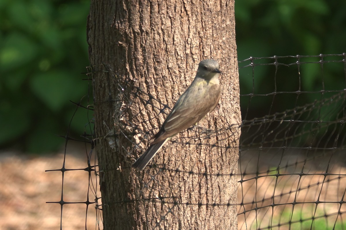 Western Kingbird - ML596000661