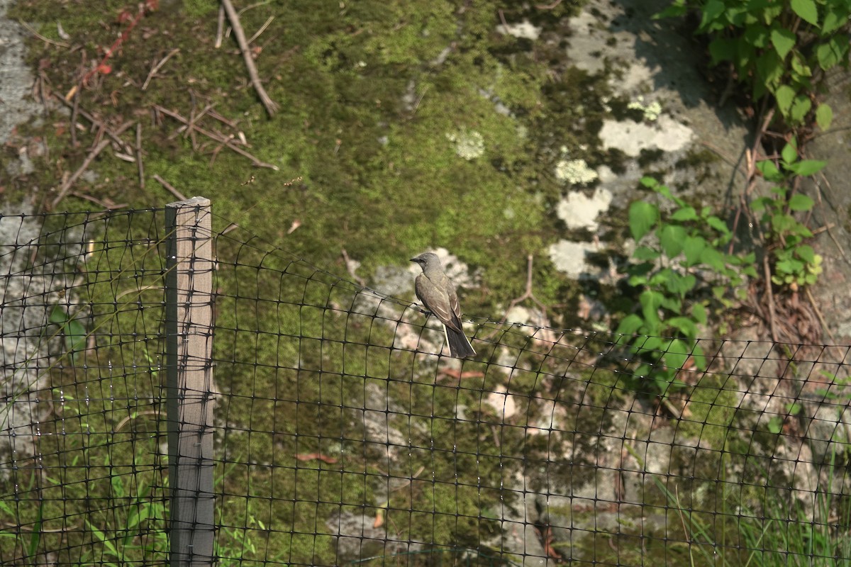 Western Kingbird - ML596000681