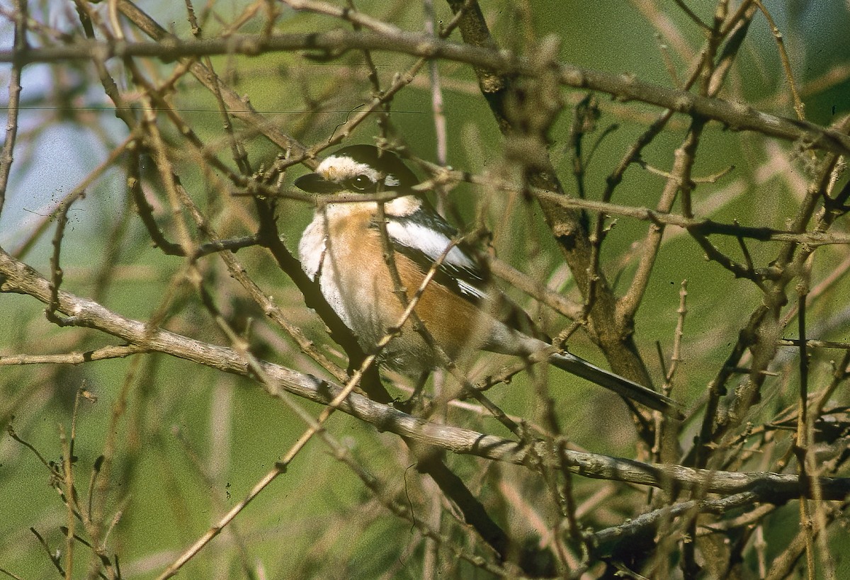 Masked Shrike - Francesco Veronesi