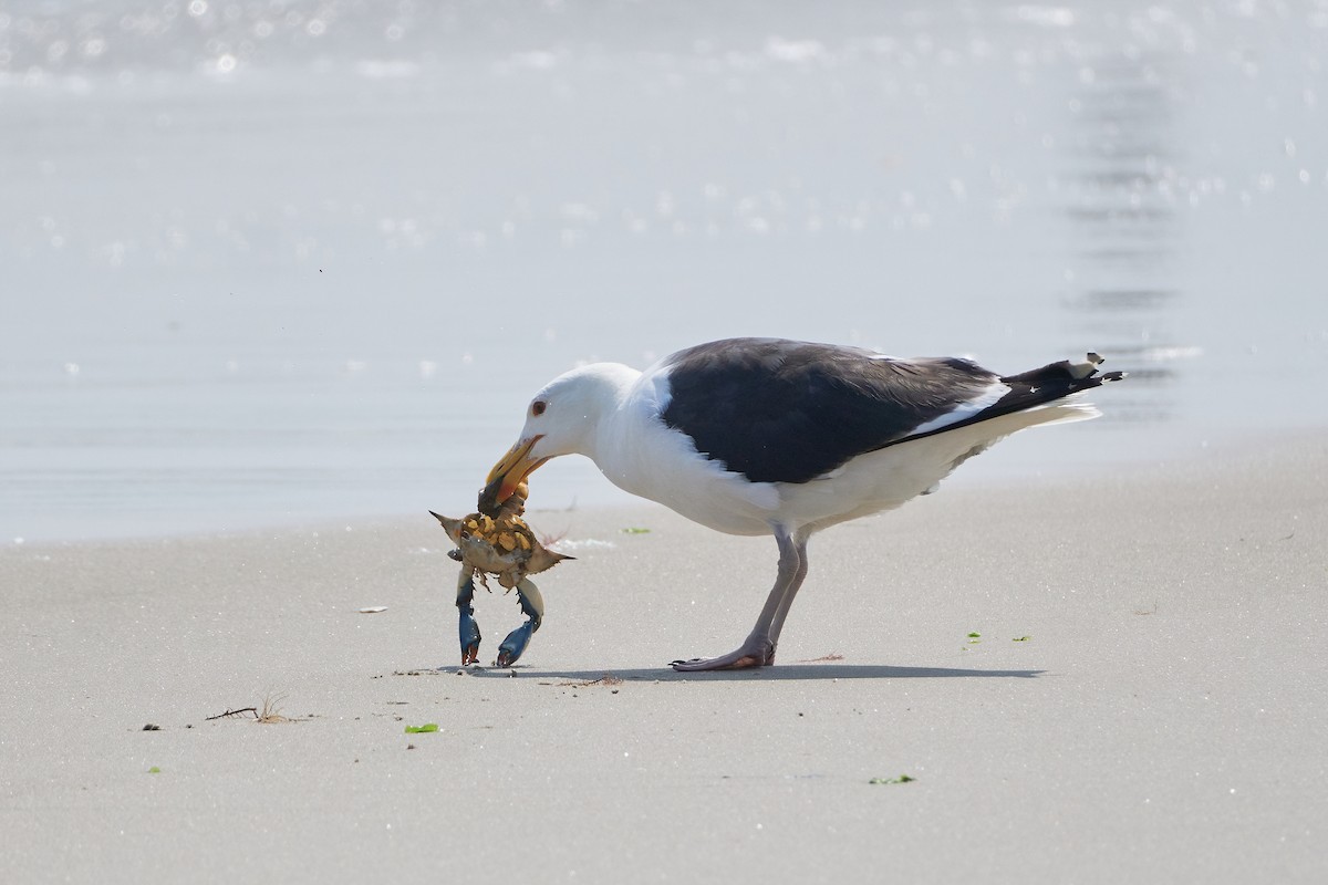 Great Black-backed Gull - Ant Tab