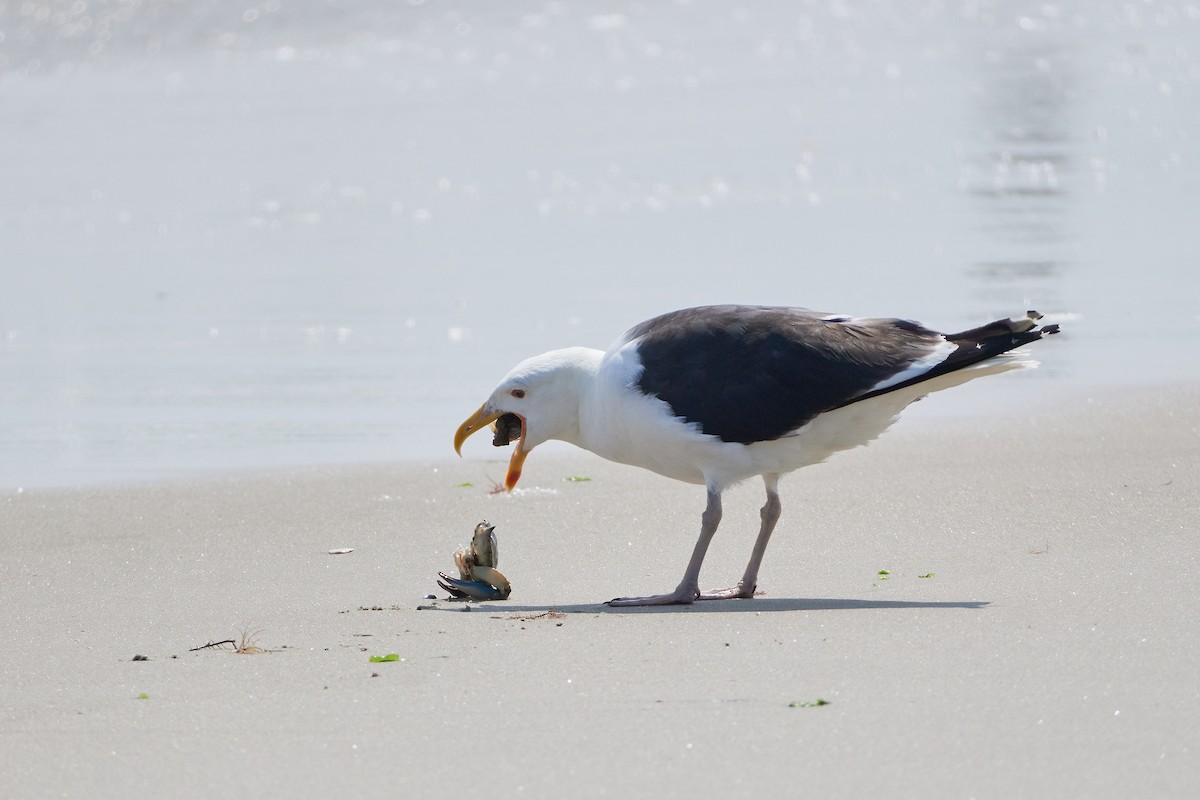 Great Black-backed Gull - Ant Tab