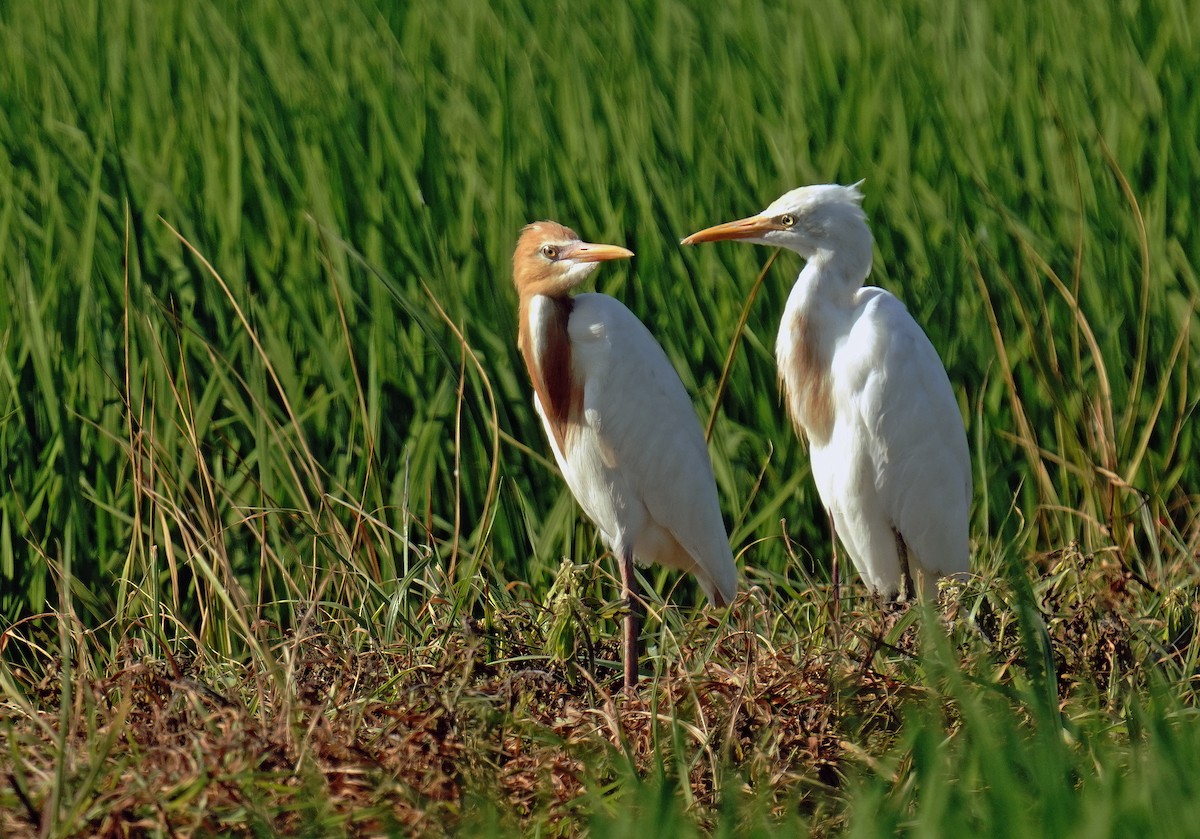 Eastern Cattle-Egret - toshiaki sasama