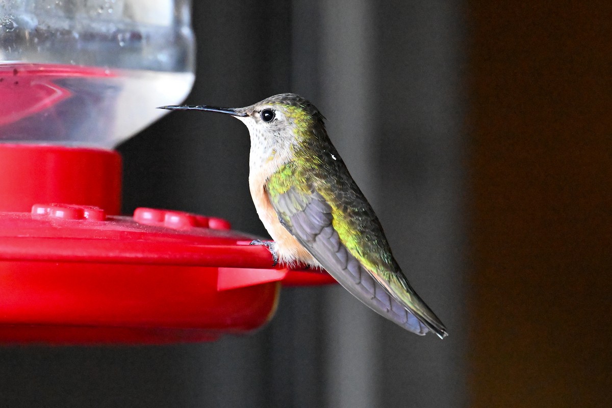 Broad-tailed Hummingbird - Kenneth Franklin