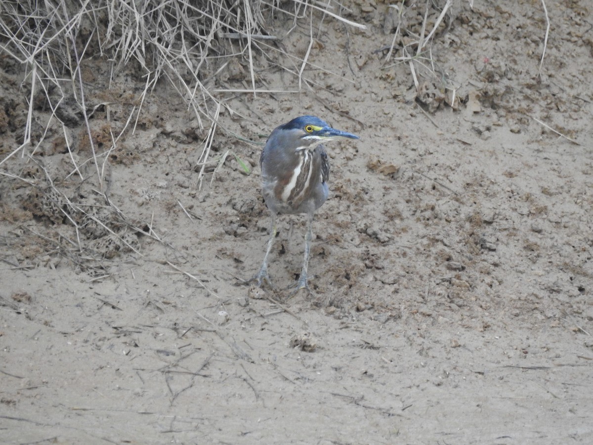 Striated Heron - ML59600281