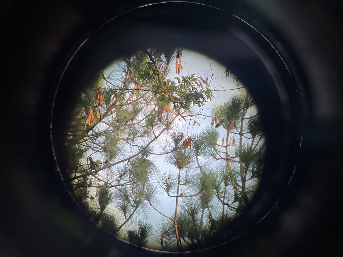 Wedge-tailed Green-Pigeon - ML596002851