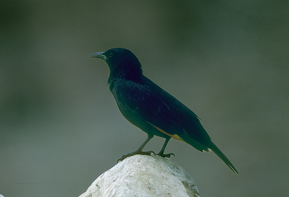 Tristram's Starling - ML596003571