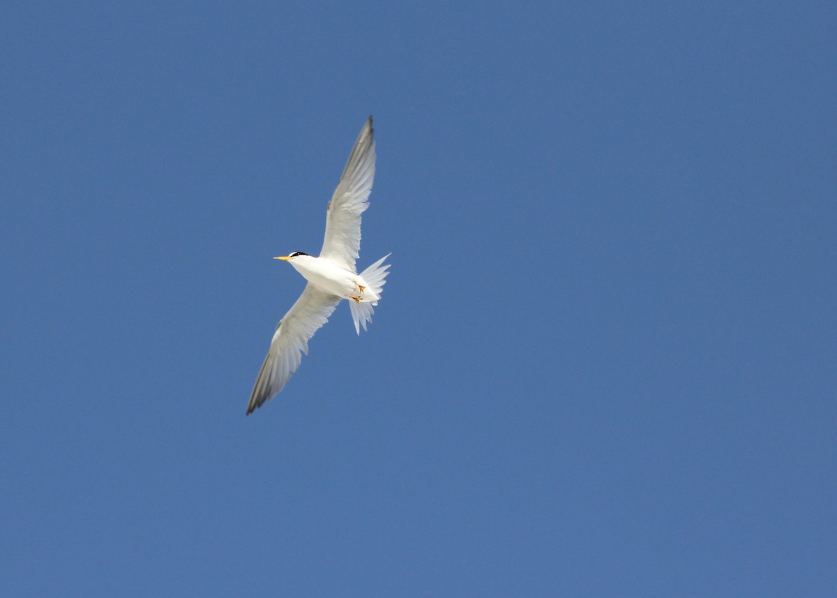 Least Tern - ML59600411