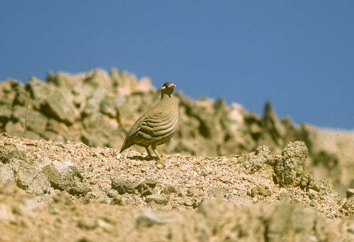 Sand Partridge - ML596004591