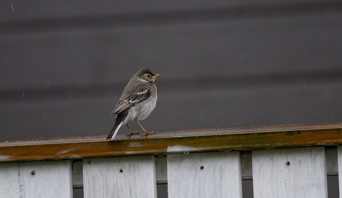 White Wagtail (White-faced) - ML596004671