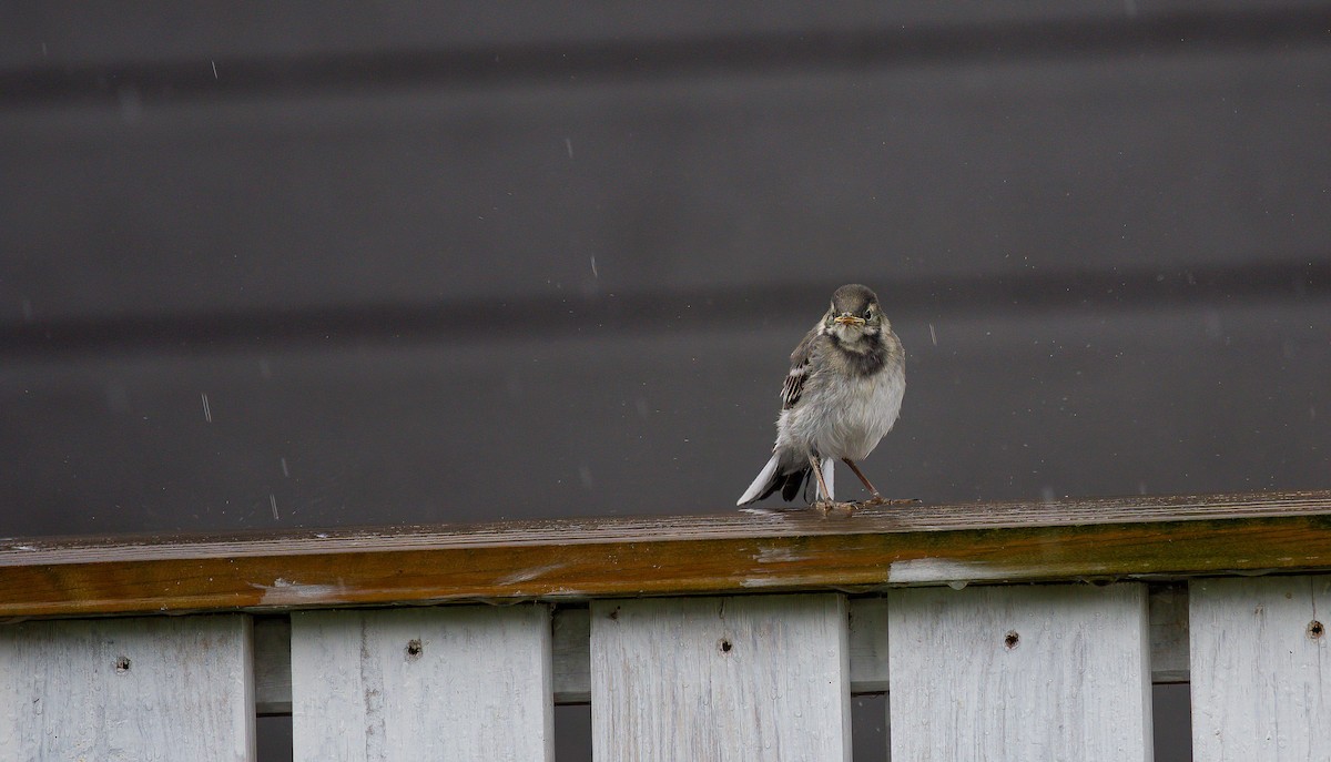 White Wagtail (White-faced) - ML596004681