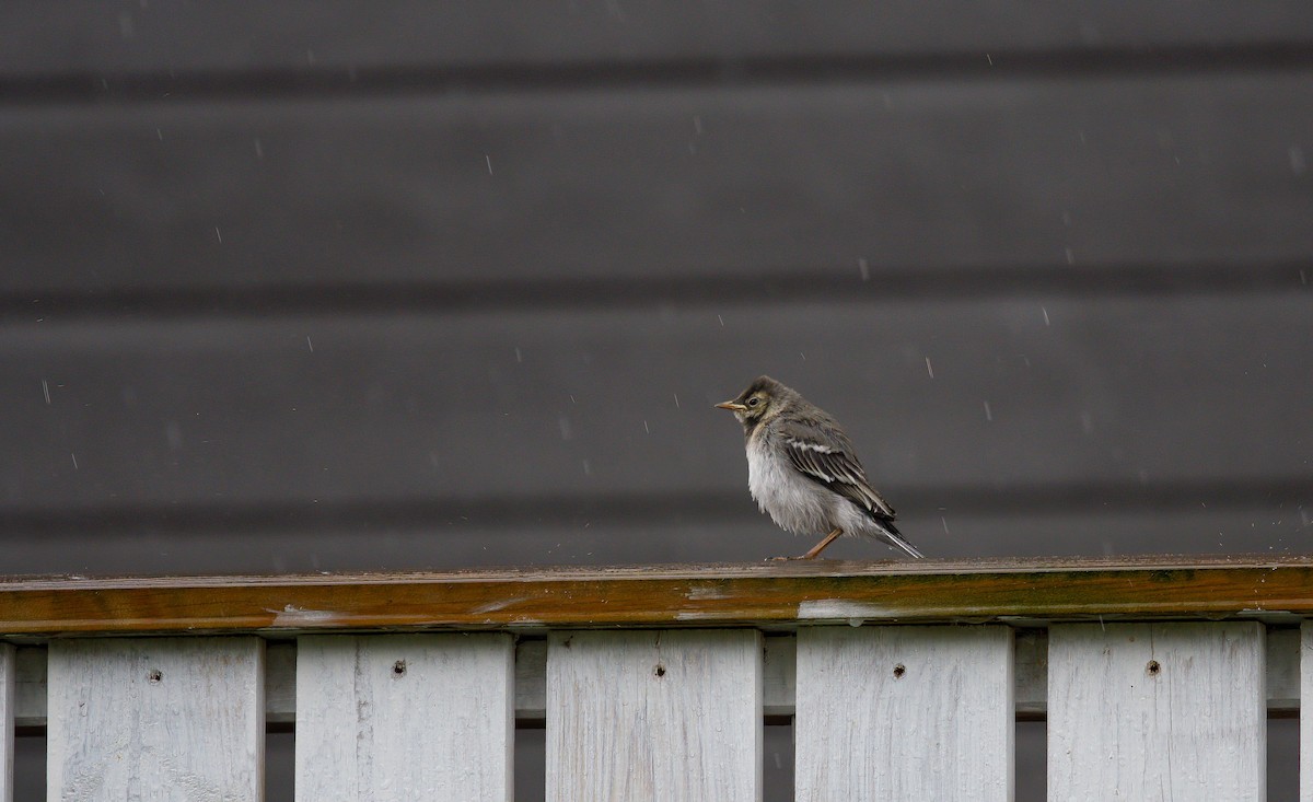 White Wagtail (White-faced) - ML596004701