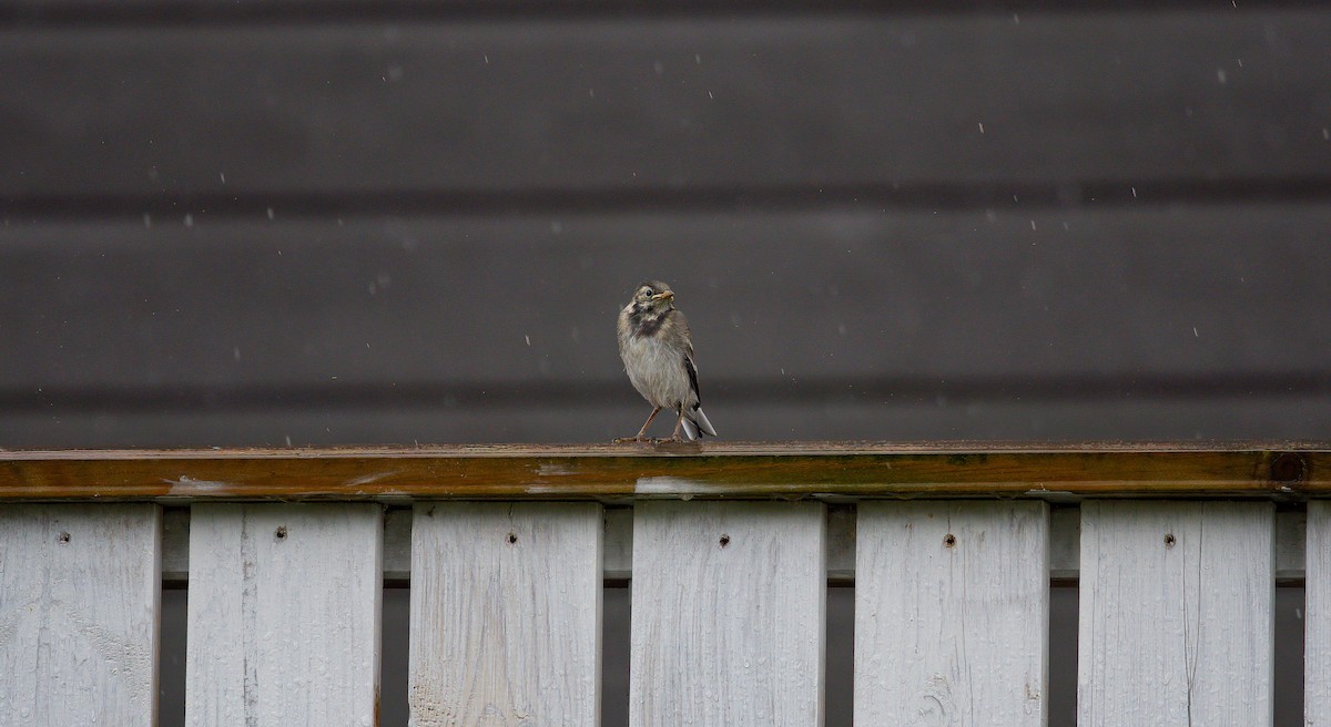 White Wagtail (White-faced) - ML596004721