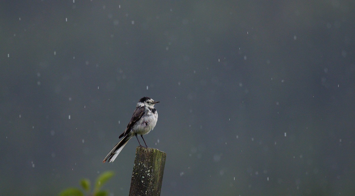 White Wagtail (White-faced) - ML596004741