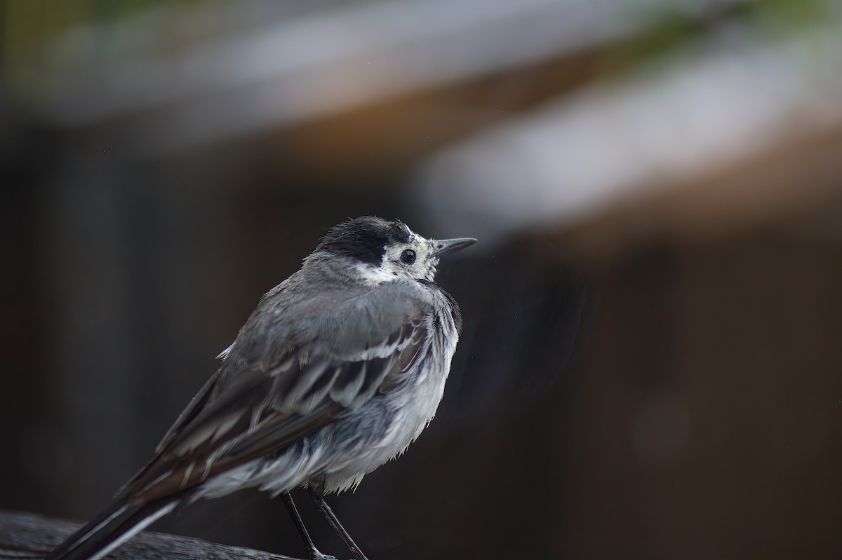 White Wagtail (White-faced) - ML596004851