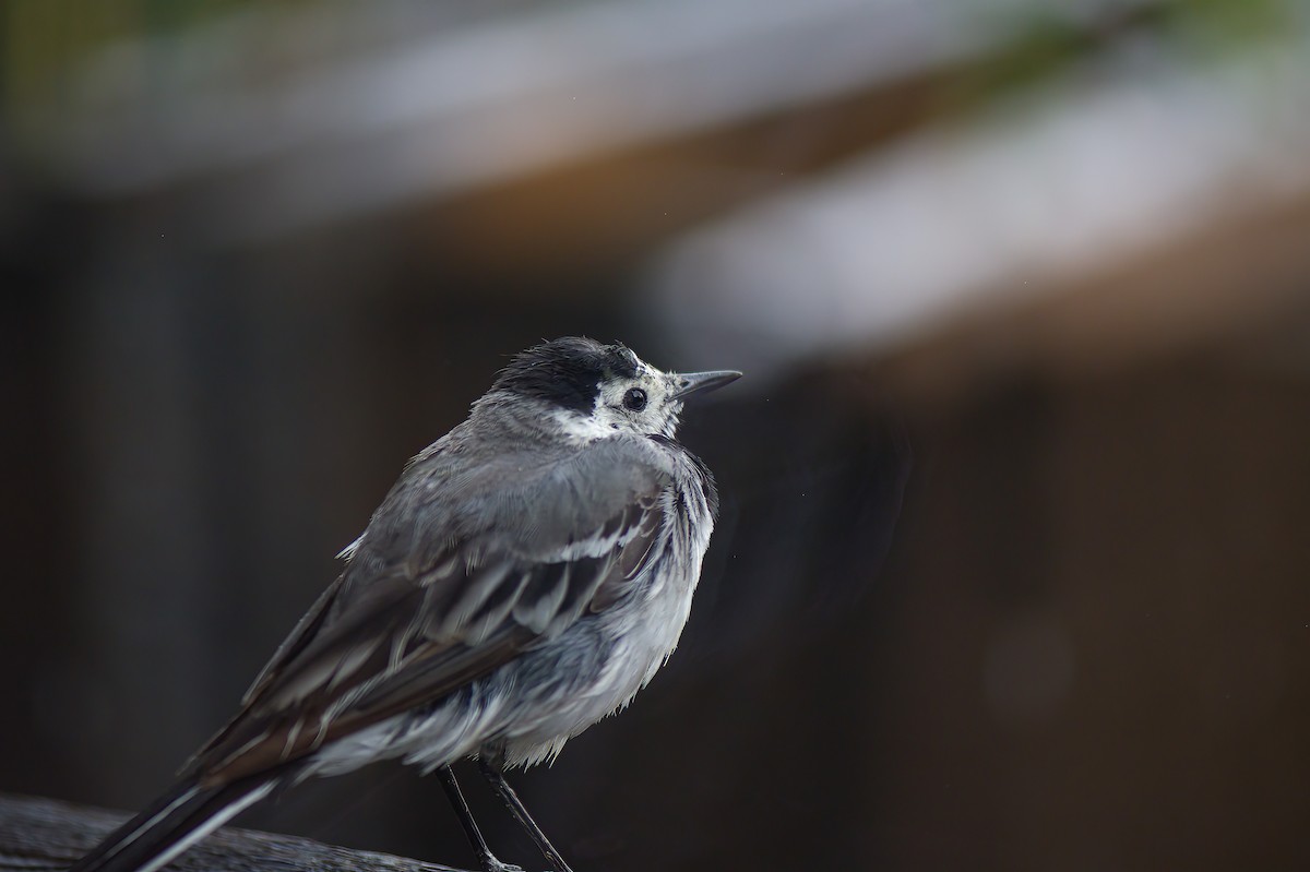 konipas bílý (ssp. alba/dukhunensis) - ML596004851