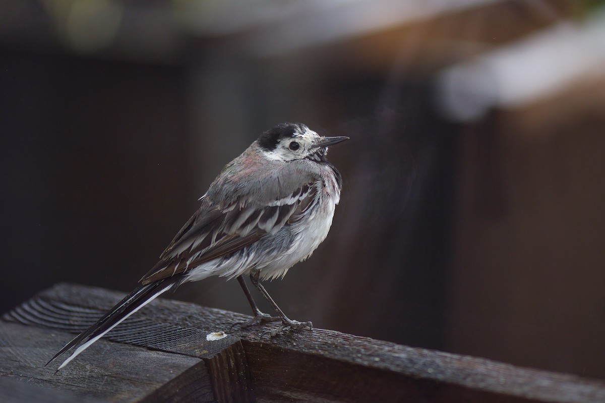 White Wagtail (White-faced) - ML596004871