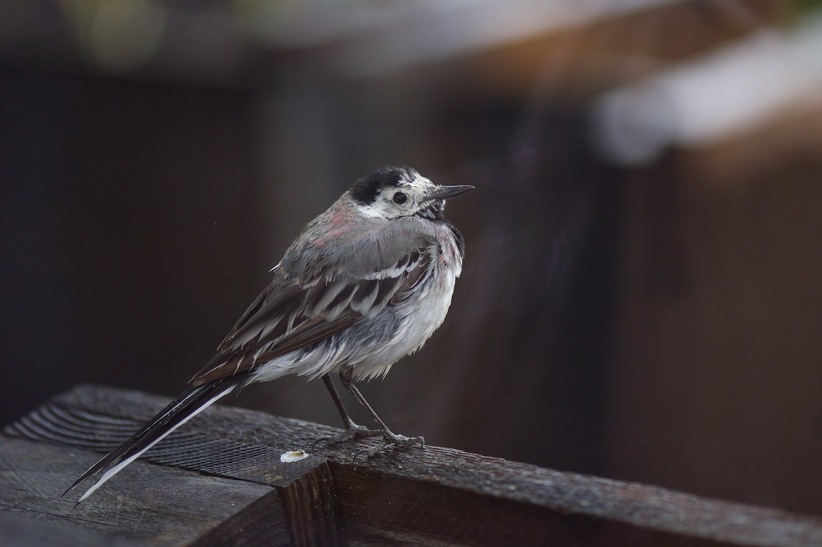 konipas bílý (ssp. alba/dukhunensis) - ML596004871