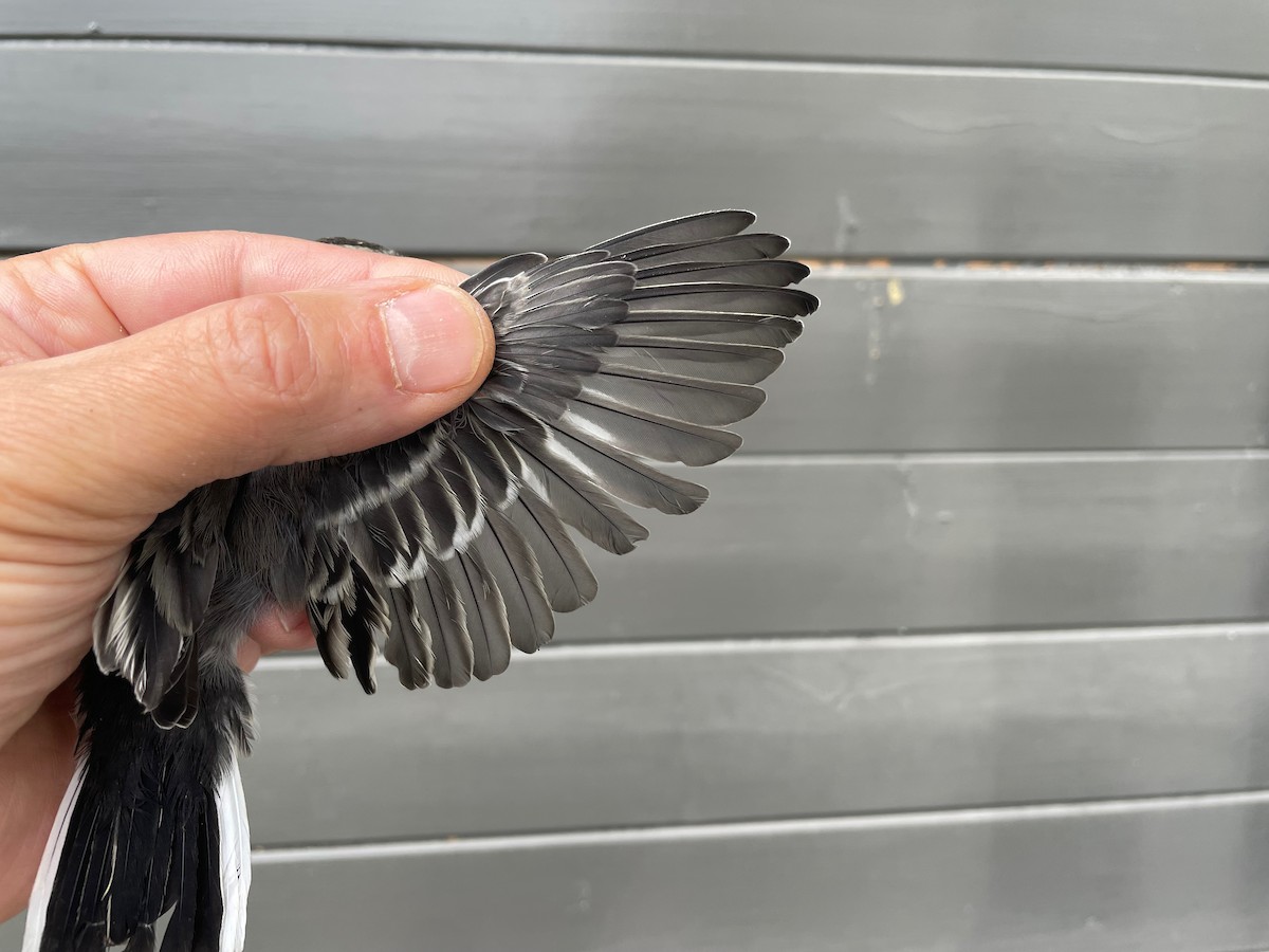 White Wagtail (White-faced) - ML596004941