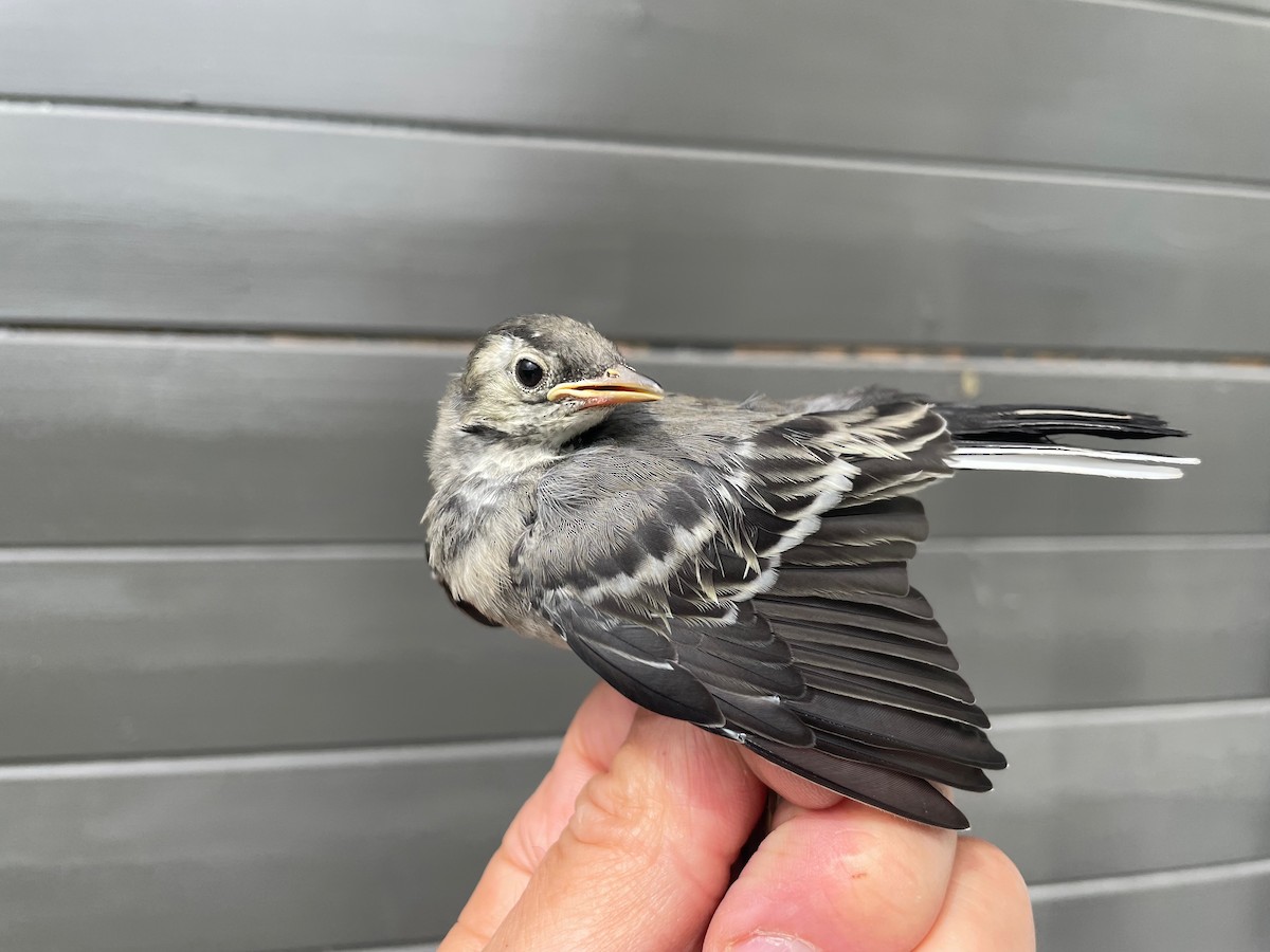 White Wagtail (White-faced) - ML596004961