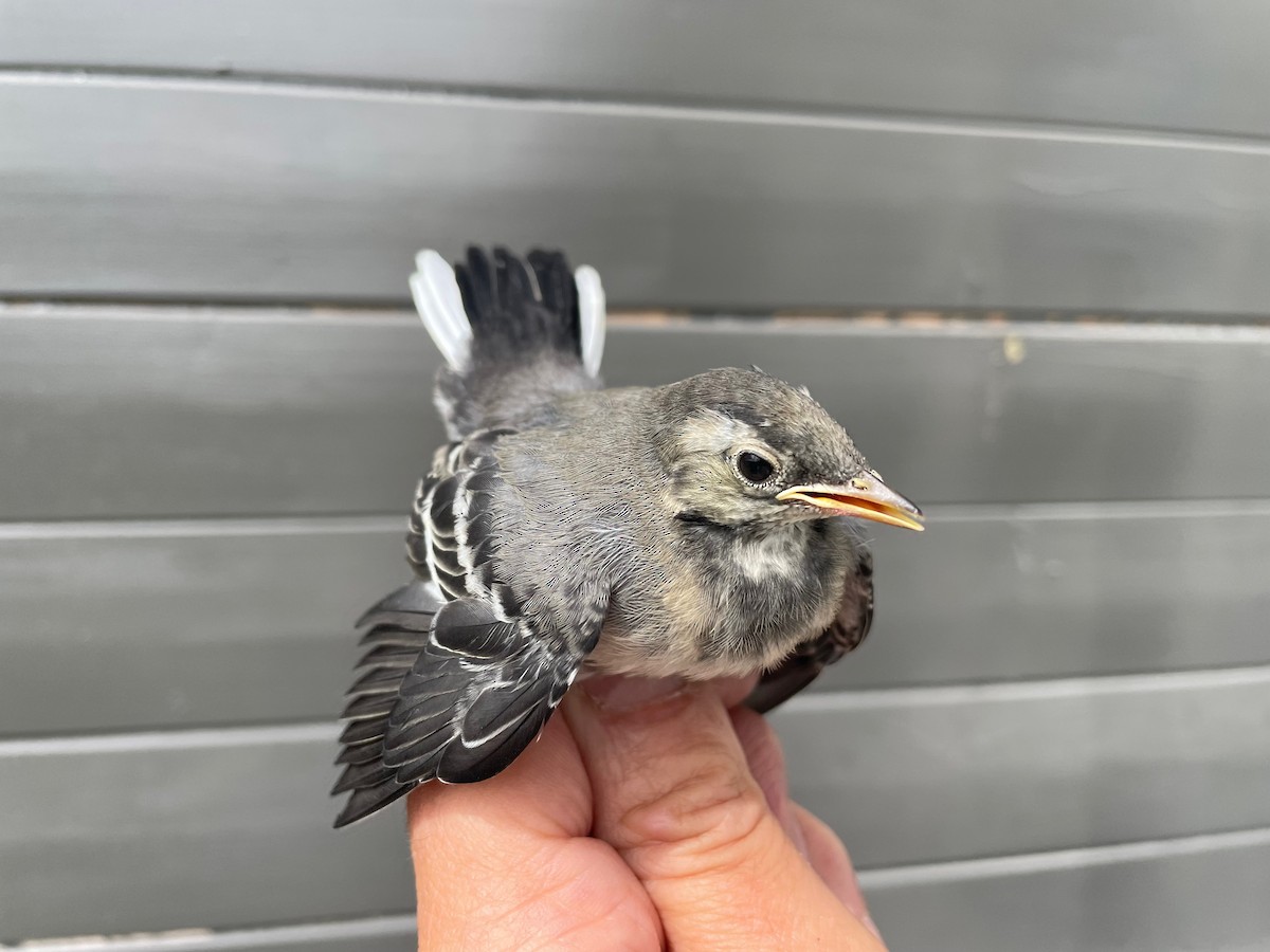 White Wagtail (White-faced) - ML596004981