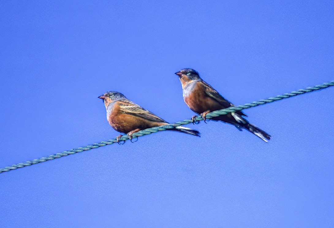 Cretzschmar's Bunting - ML596005571