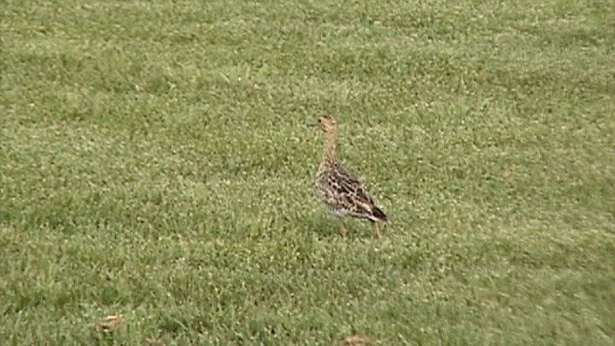 Upland Sandpiper - ML596005701