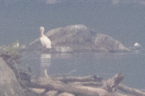 Пелікан рогодзьобий - ML596005951