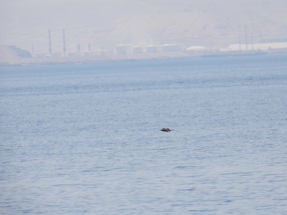 Brown Booby - ML596007401