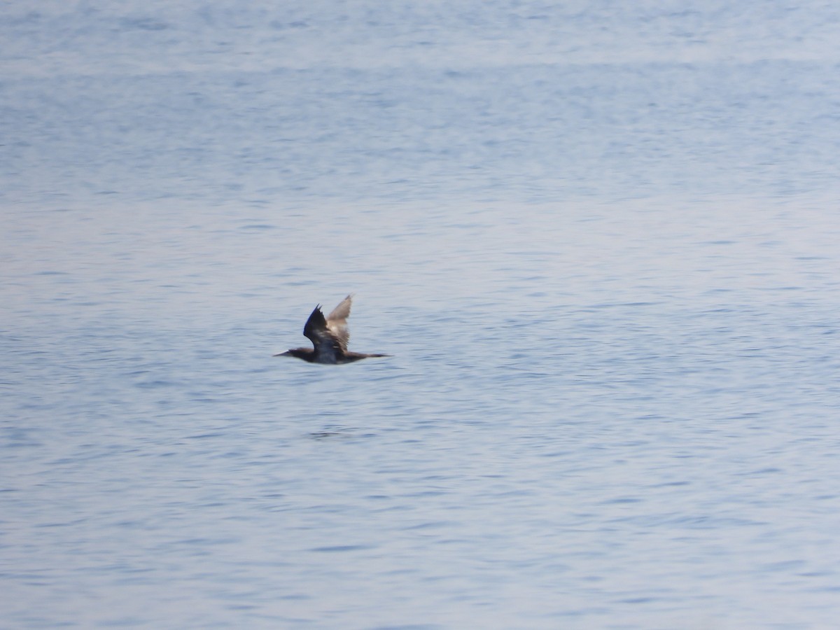 Brown Booby - ML596007581