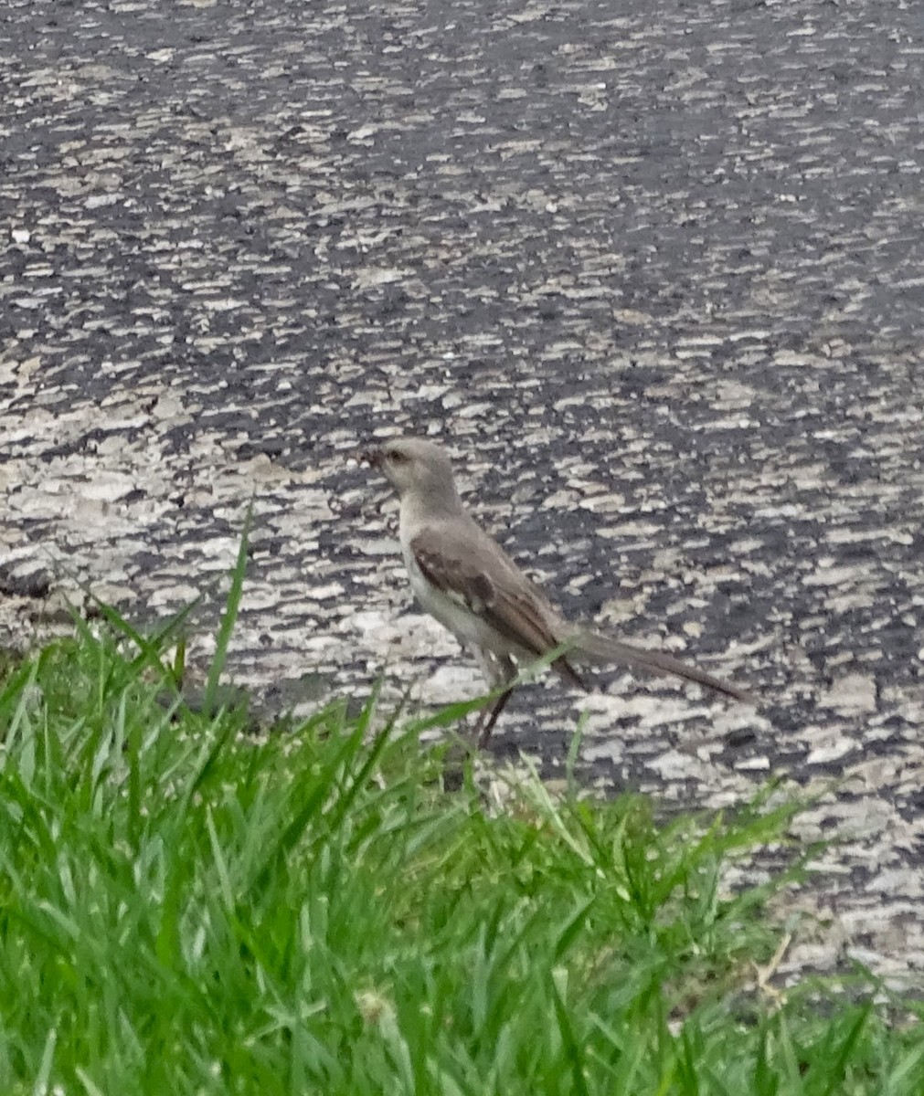 Northern Mockingbird - ML596007831