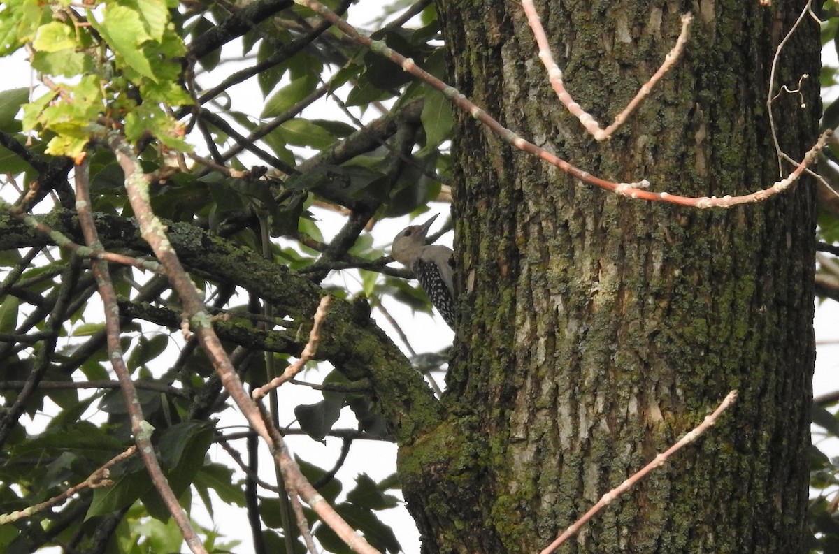 Red-bellied Woodpecker - ML596008051