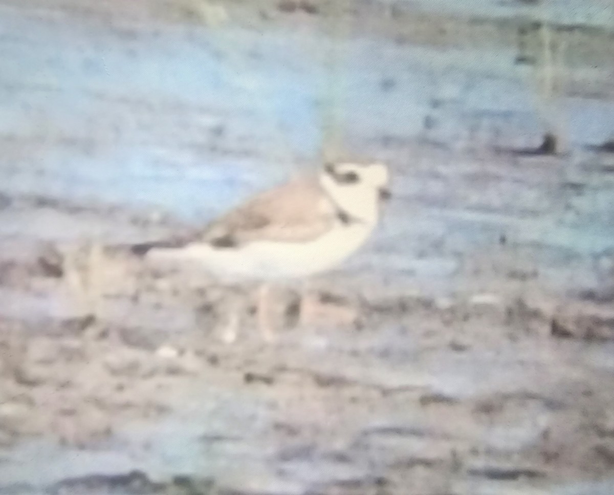 Piping Plover - ML596008871