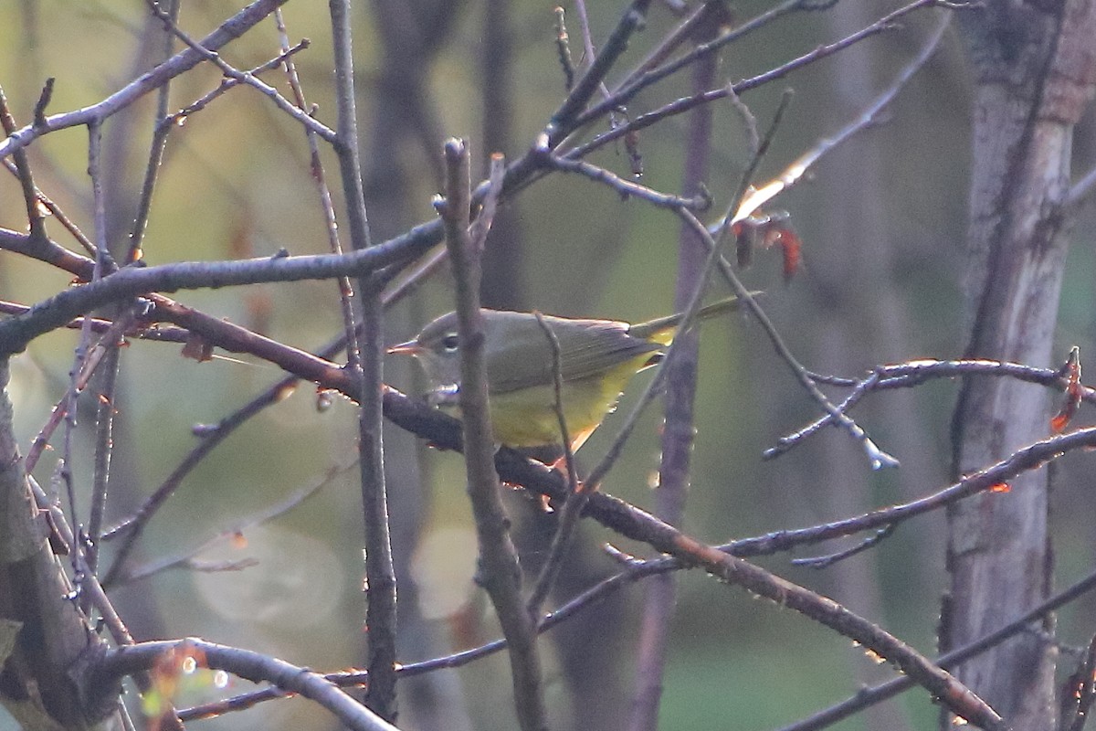 MacGillivray's Warbler - Daniel  Bellich