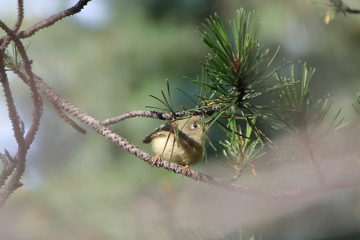 Ruby-crowned Kinglet - Daniel  Bellich