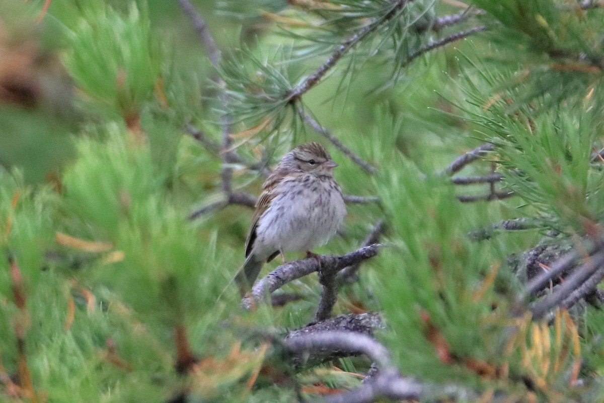 Chipping Sparrow - ML596009791