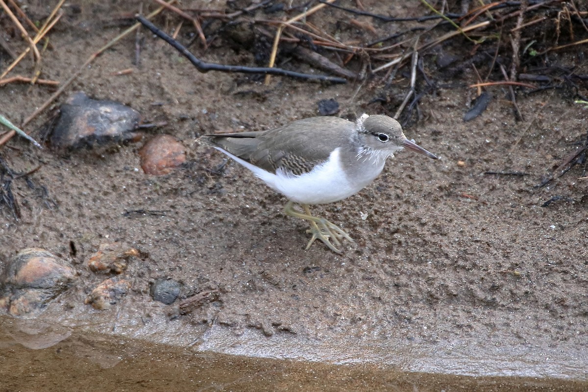 Spotted Sandpiper - Daniel  Bellich