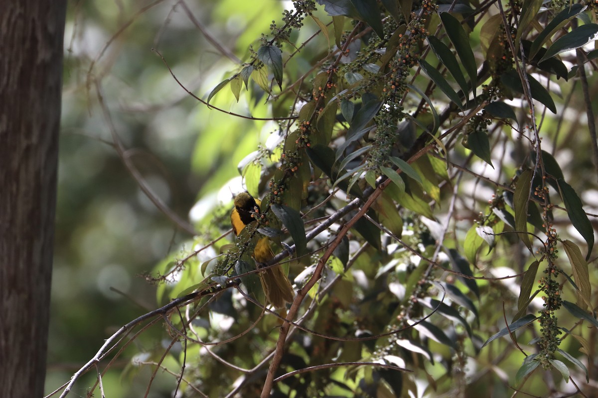 Bar-winged Oriole - ML596010441