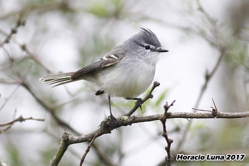 White-crested Tyrannulet (White-bellied) - ML59601101