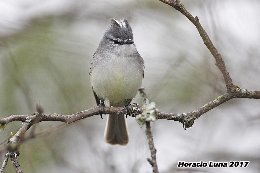 White-crested Tyrannulet (White-bellied) - Horacio Luna