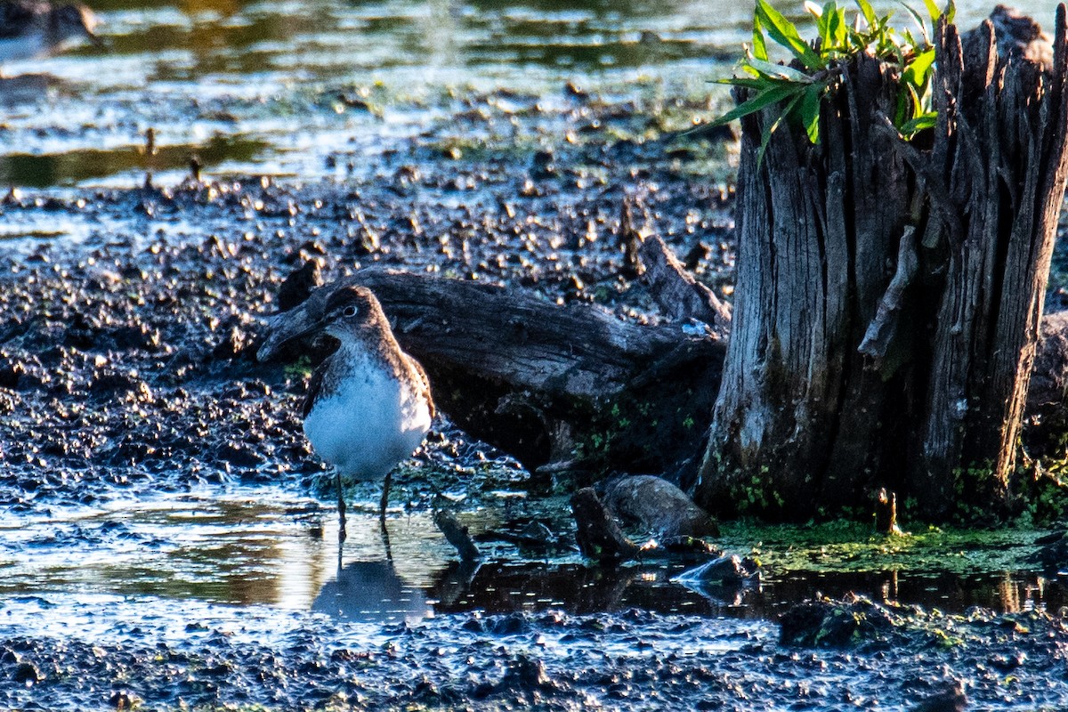 Solitary Sandpiper - ML596011321