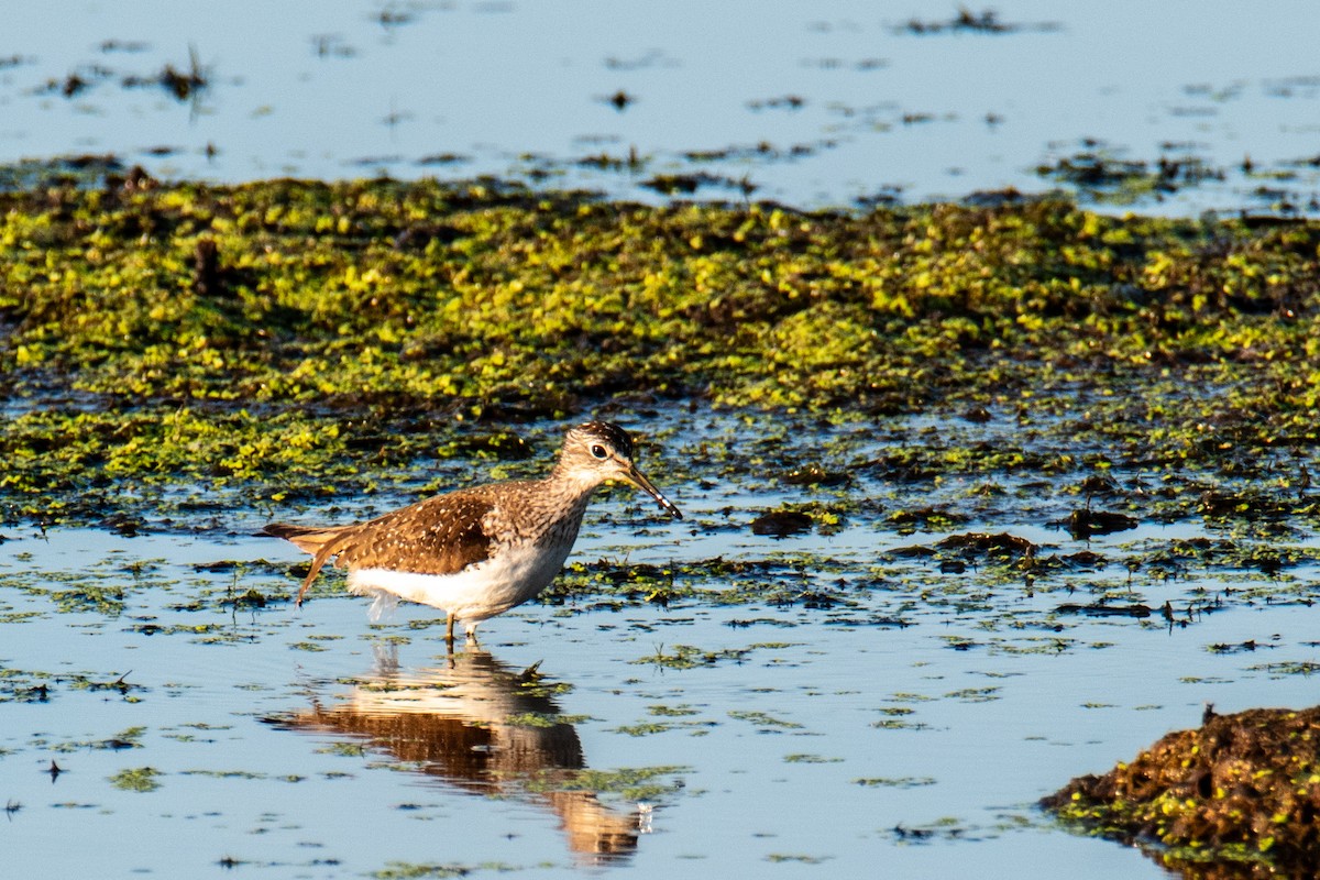 Solitary Sandpiper - ML596011351