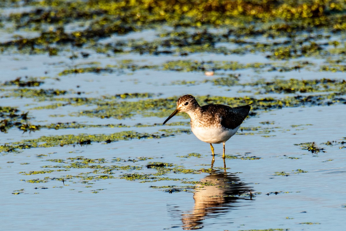 Solitary Sandpiper - ML596011371